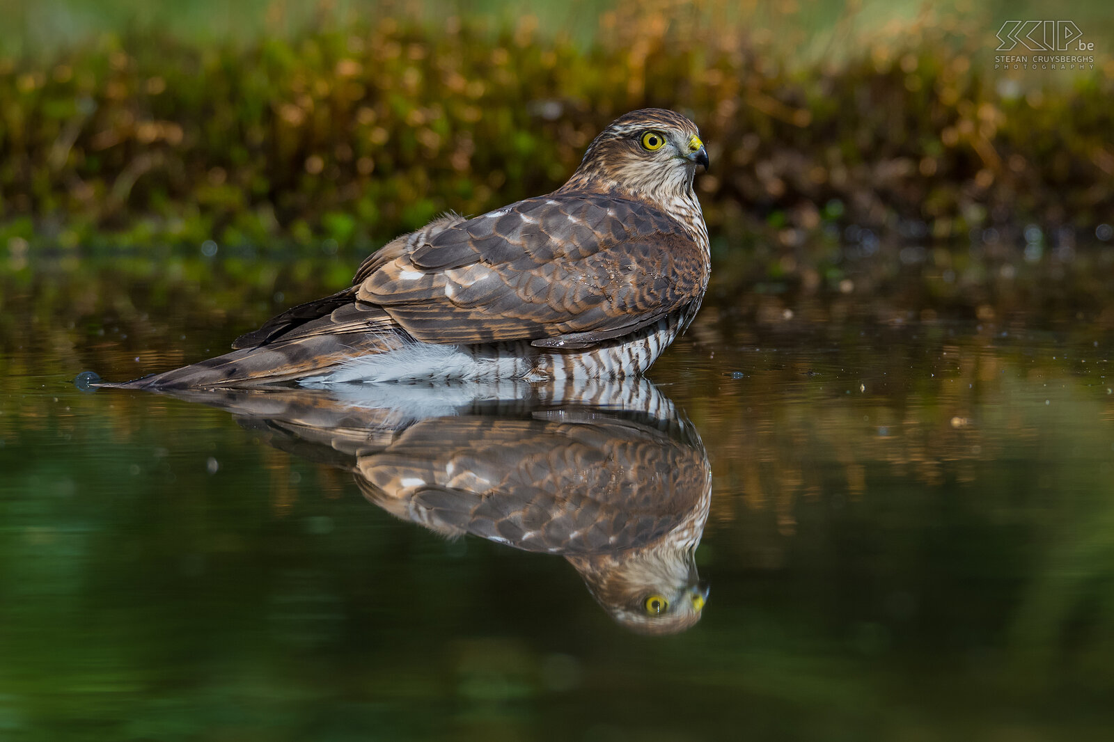Birds of prey - Eurasian sparrowhawk The Eurasian sparrowhawk (Accipiter nisus) is slightly smaller than the goshawk and mainly hunts songbirds and lives in forests. On this image the sparrowhawk is taking a bath on a hot summerday. Stefan Cruysberghs